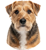 Border Terrier