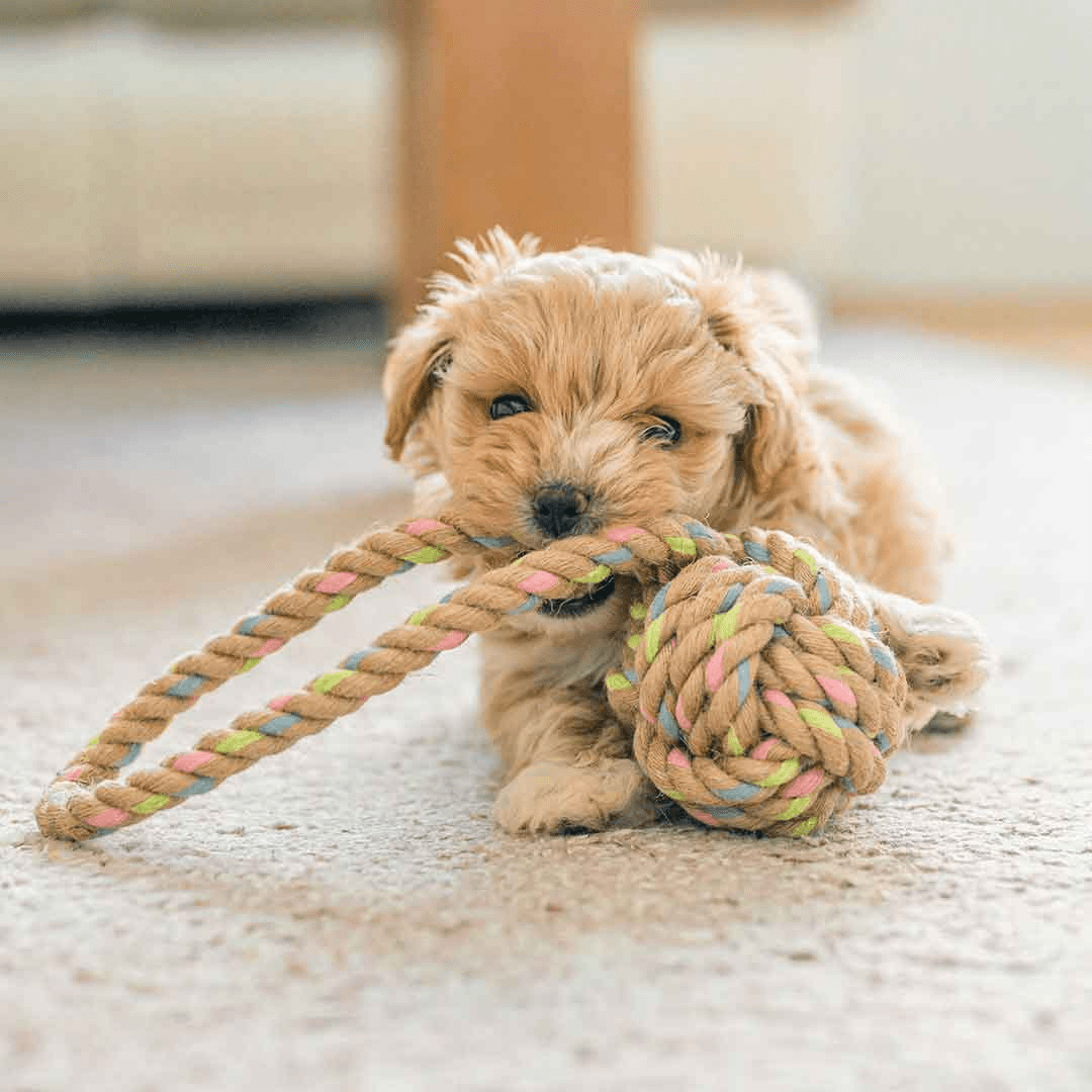New Puppy Wet Dog Food & Puppy Dog Treats