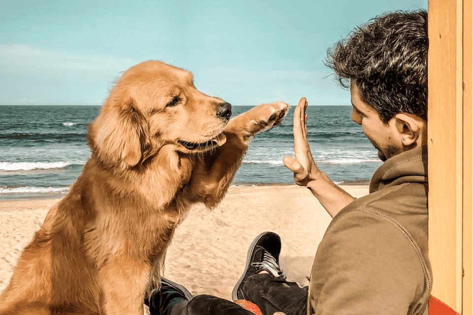 Germany’s Best Brands 2025 & Top Pet Brands 2025